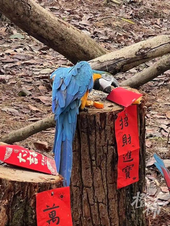 隔壁小孩馋哭了！在杭州的第一个新年春生香果吃上了车厘子草莓“火锅”(图8)