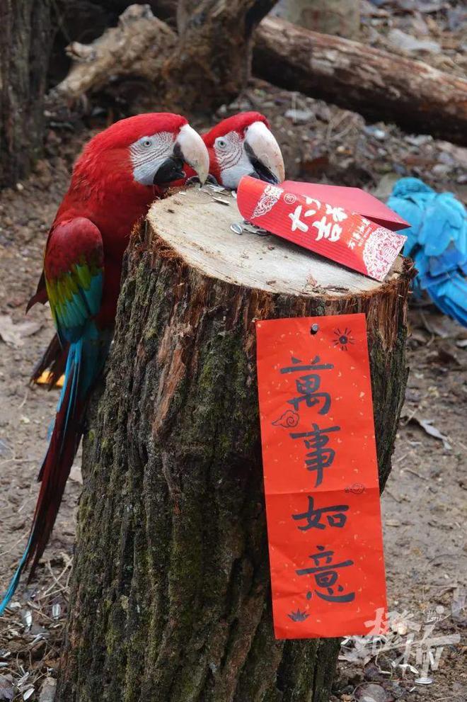 隔壁小孩馋哭了！在杭州的第一个新年春生香果吃上了车厘子草莓“火锅”(图6)