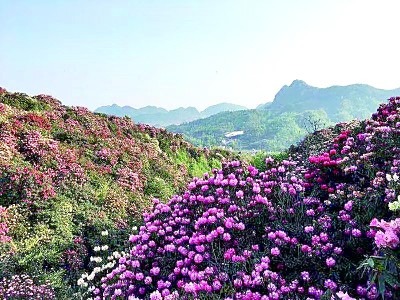 姹紫嫣红中与春天撞个满怀(图5)