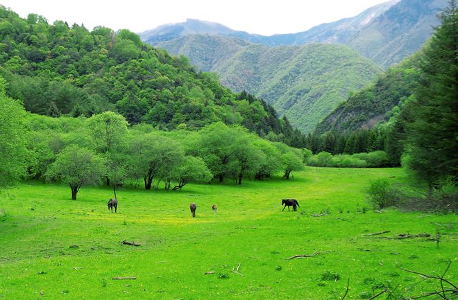 夏游绵阳·清凉暑日 ‖ “夏”一站去平武这个深山里的“阿勒泰”火了！18℃的避暑天堂很清凉(图15)