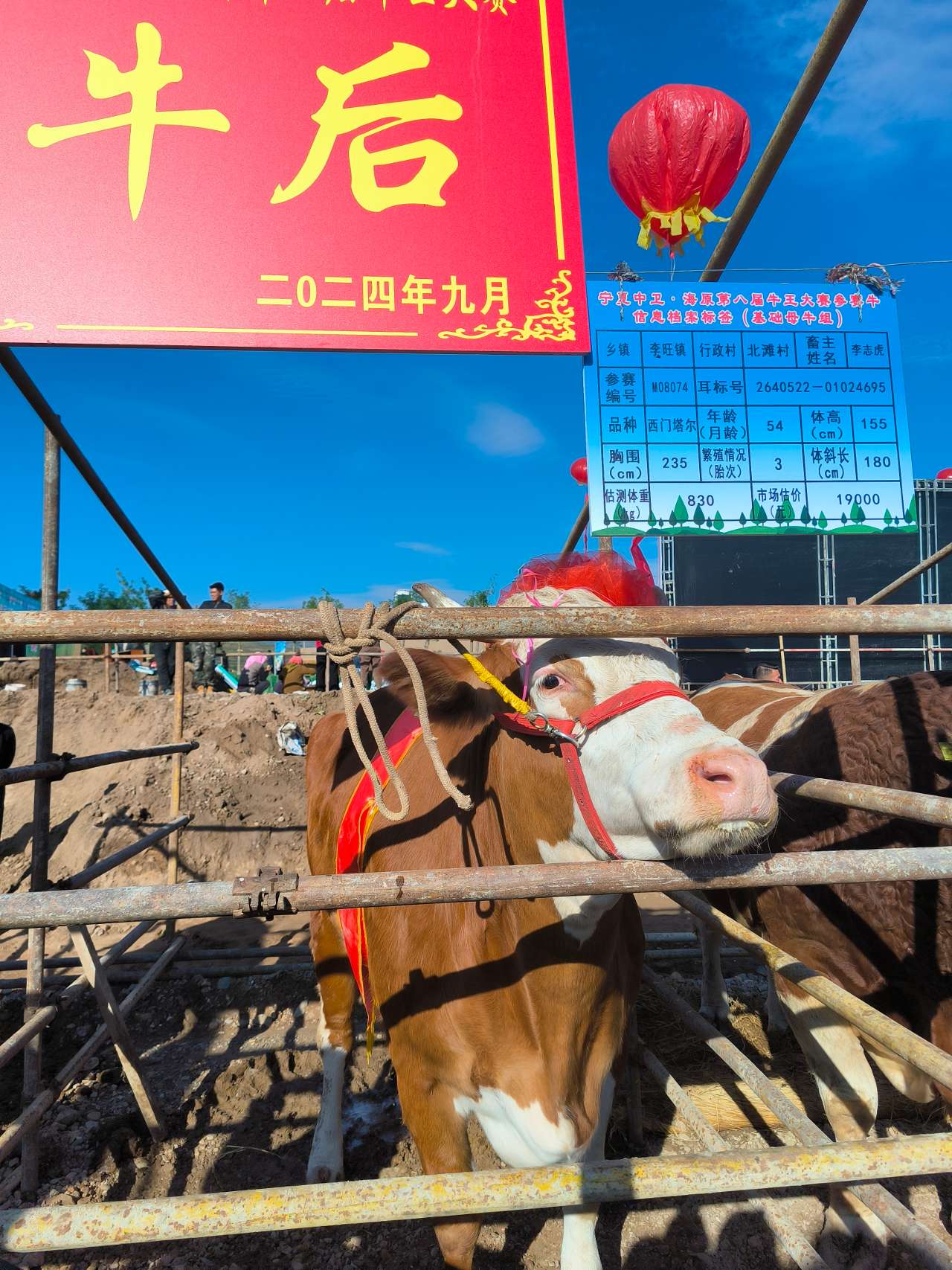 宁夏中卫：特色产业助力乡村越来越“牛”(图3)