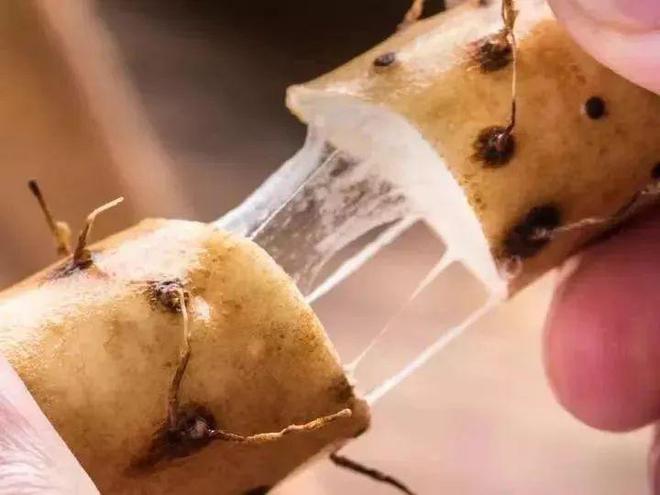 3分钟即食的懒人早餐粉糯甘甜吃了肠胃贼舒坦。(图9)