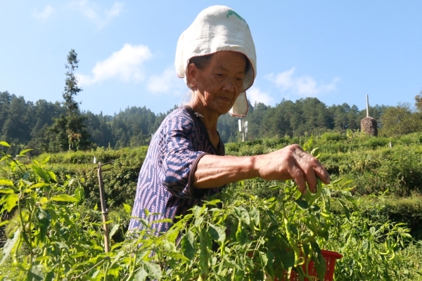 带“非遗美食”走出贵州雷山海底捞为鱼酱酸产业赋能助力乡村振兴(图4) 带“非遗美食”走出贵州雷山海底捞为鱼酱酸产业赋能助力乡村振兴(图4)