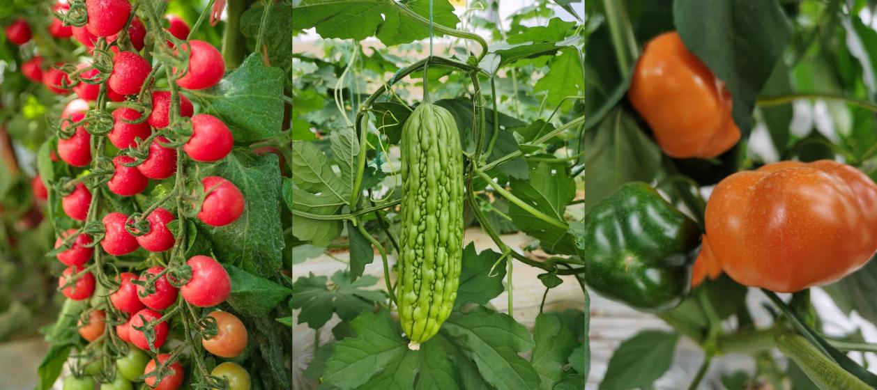 行业洞察丨火锅新宠、茶饮领“鲜” 绿叶菜也搞消费升级？(图3)