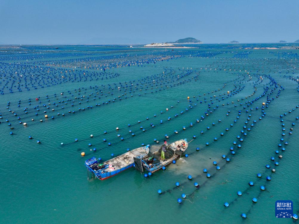 中国经济样本观察·县域样本篇丨这座福建小城：春节期间每天向市场提供约600吨鲍鱼(图1)