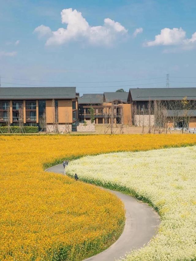 成都周边4条赏花线路地铁直达花海！大多都免费的哦！(图18)