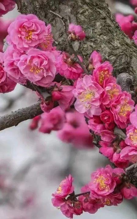 成都周边4条赏花线路地铁直达花海！大多都免费的哦！(图3)