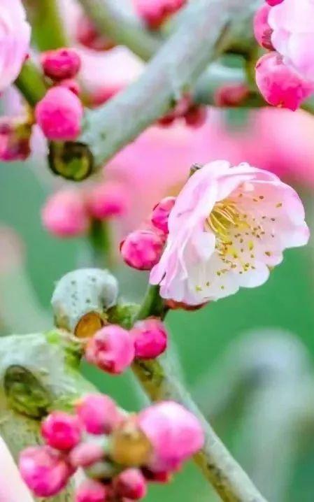 成都周边4条赏花线路地铁直达花海！大多都免费的哦！(图4)