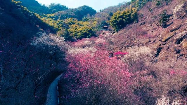 成都周边4条赏花线路地铁直达花海！大多都免费的哦！(图6)