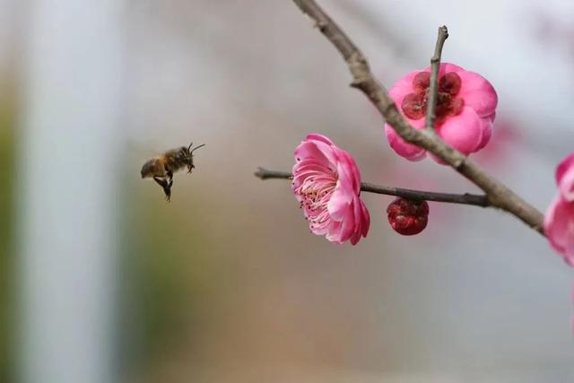 成都周边4条赏花线路地铁直达花海！大多都免费的哦！(图9)