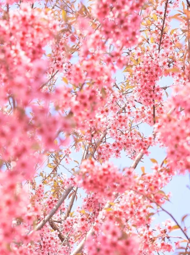 成都周边4条赏花线路地铁直达花海！大多都免费的哦！(图11)