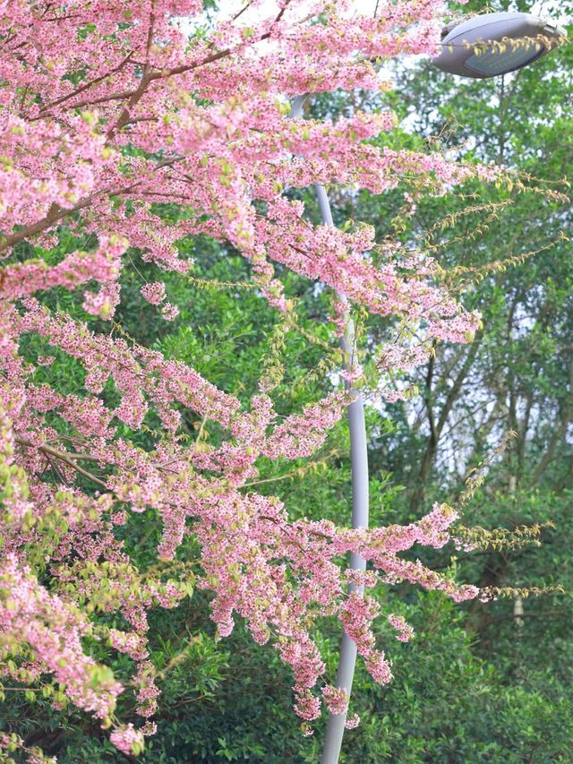 成都周边4条赏花线路地铁直达花海！大多都免费的哦！(图13)