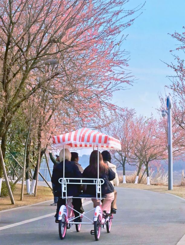 成都周边4条赏花线路地铁直达花海！大多都免费的哦！(图14)