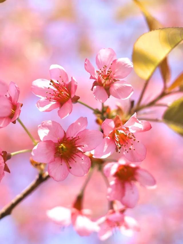 成都周边4条赏花线路地铁直达花海！大多都免费的哦！(图12)