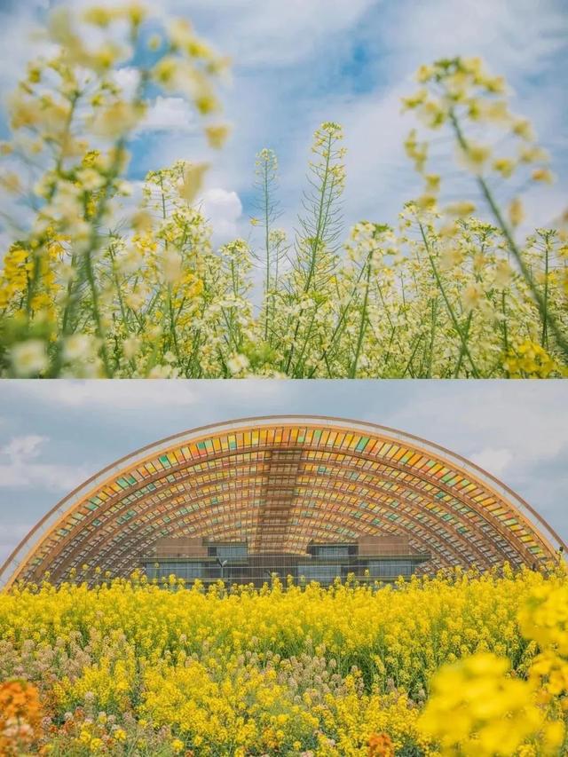 成都周边4条赏花线路地铁直达花海！大多都免费的哦！(图17)
