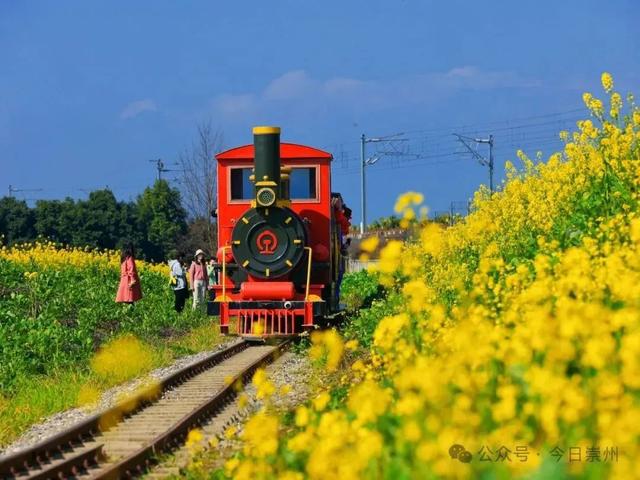 成都周边4条赏花线路地铁直达花海！大多都免费的哦！(图25)