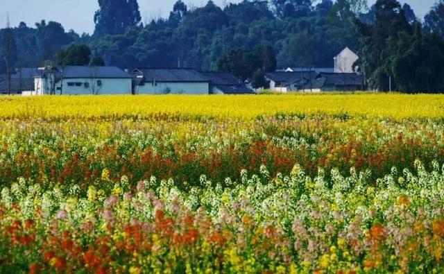 成都周边4条赏花线路地铁直达花海！大多都免费的哦！(图28)