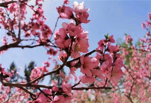 2025年邀您来酒泉肃州赴一场山河与美食的约会(图1)