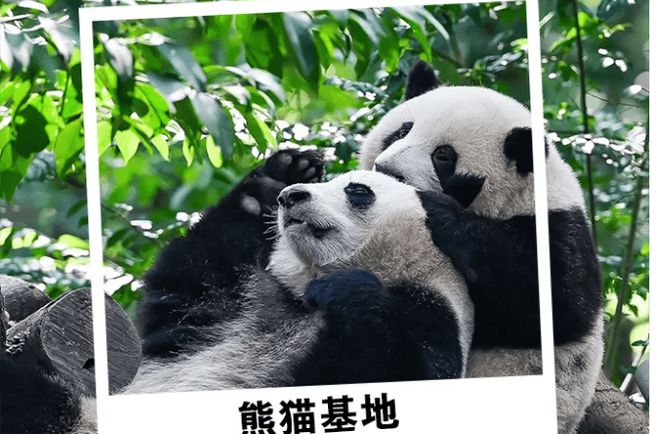 开春去四川六天五晚需要多少钱？四川六天旅游纯玩攻略及人均价格(图1)