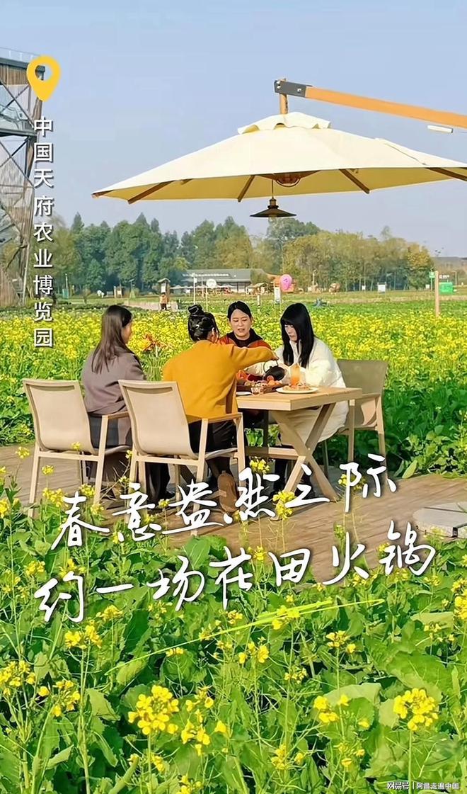 四川成都万亩油菜花海一群游客在吃火锅:乡村旅游玩出新高度(图1) 四川成都万亩油菜花海一群游客在吃火锅:乡村旅游玩出新高度(图1)