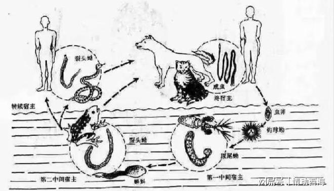 脑袋里面一条虫男子吃完牛蛙火锅后不幸中招：牛蛙一定要烫熟(图6)