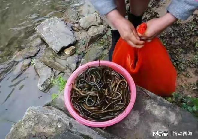 脑袋里面一条虫男子吃完牛蛙火锅后不幸中招：牛蛙一定要烫熟(图8)