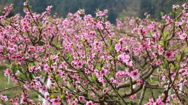 平武镇春日限定浪漫！「踏青攻略」新鲜出炉油菜花海、特色小火锅、莫奈花园…一键解锁！(图2)