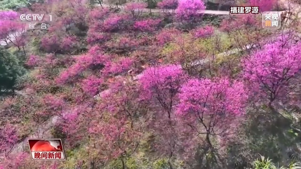 “花式派对”开启！玉兰怒放、冰凌破土火锅走进油菜花田(图7)