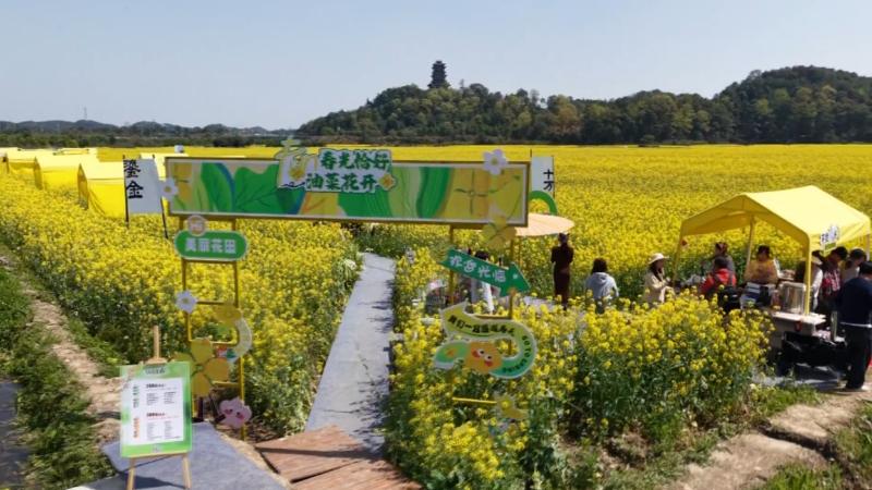 江西新余：油菜花田涮火锅 跨界混搭“煮沸”乡村经济(图1)