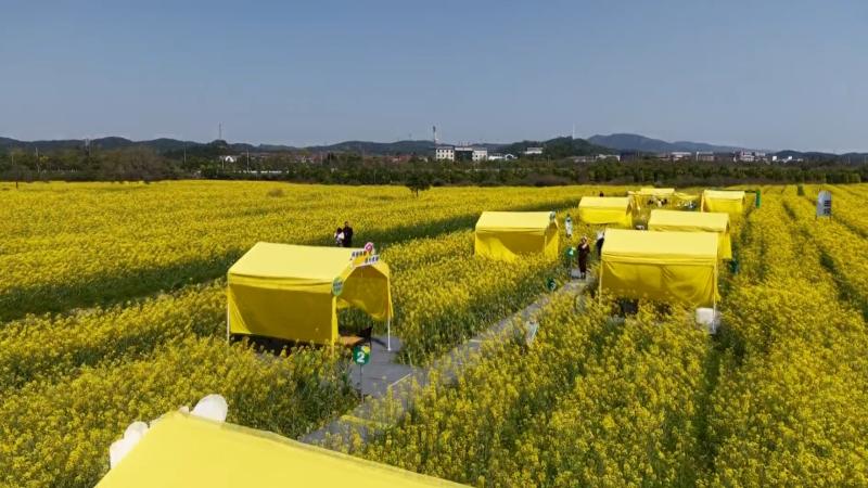 江西新余：油菜花田涮火锅 跨界混搭“煮沸”乡村经济(图2)