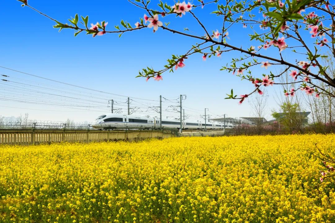 3条线路推荐！解锁这些春日限定列车(图1)