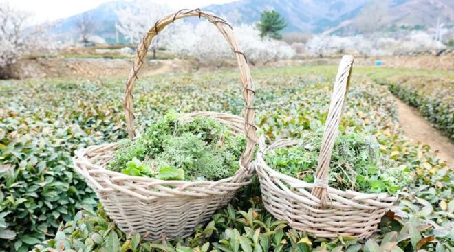 火锅大牌扎堆上新“山野春菜”狂吸流量！(图7)